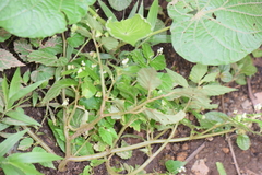 Begonia semiovata image