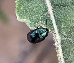 Gastrophysa cyanea