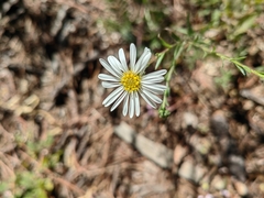 Symphyotrichum moranense
