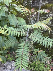 Zanthoxylum ailanthoides