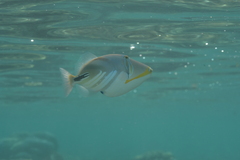 Rhinecanthus aculeatus