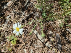 Symphyotrichum moranense