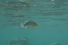 Rhinecanthus aculeatus