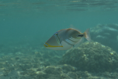 Rhinecanthus aculeatus