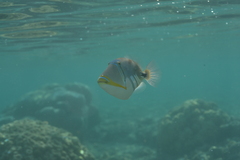 Rhinecanthus aculeatus