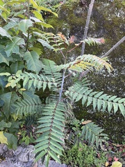 Zanthoxylum ailanthoides