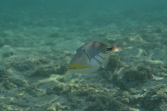 Rhinecanthus aculeatus