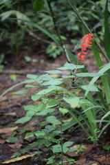 Salvia splendens