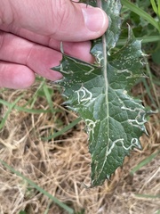 Phytomyza syngenesiae