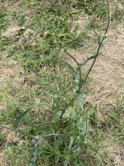 Phytomyza syngenesiae