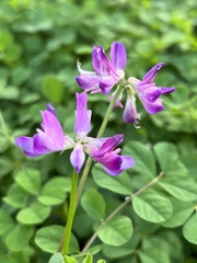 Astragalus sinicus