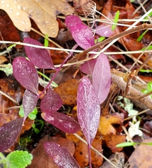 Rhinotropis californica