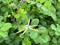 Astragalus sinicus