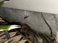 Lepidodactylus lugubris