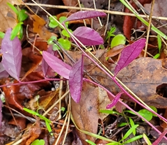 Rhinotropis californica