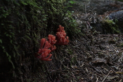 Ramaria araiospora