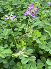 Astragalus sinicus