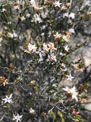Calytrix alpestris