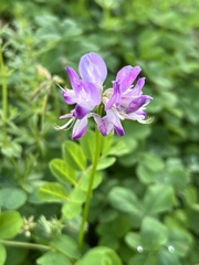 Astragalus sinicus