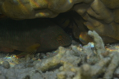 Cheilinus trilobatus