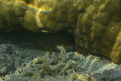 Cheilinus trilobatus