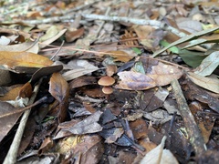 Tubaria furfuracea