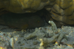 Cheilinus trilobatus