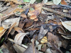 Tubaria furfuracea
