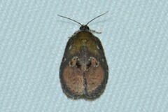 Cnesteboda celligera