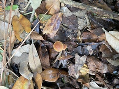 Tubaria furfuracea
