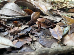 Tubaria furfuracea