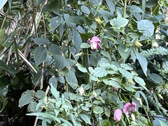 Clematis lasiandra
