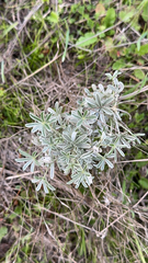 Lupinus albifrons