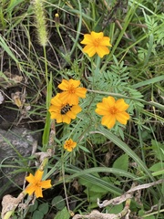 Tagetes tenuifolia