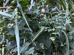 Clematis lasiandra