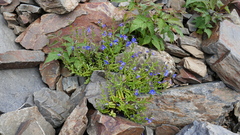 Veronica fruticans