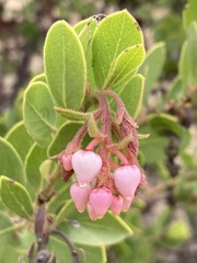 Arctostaphylos montereyensis