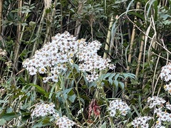 Aster taiwanensis
