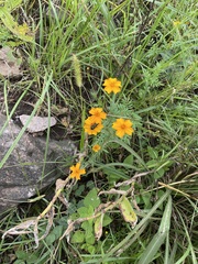 Tagetes tenuifolia