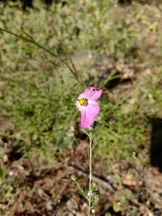 Cosmos crithmifolius