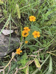 Tagetes tenuifolia