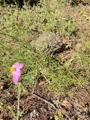 Cosmos crithmifolius