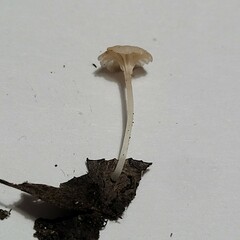 Hemimycena