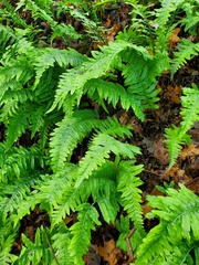 Polypodium calirhiza
