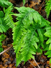 Polypodium calirhiza