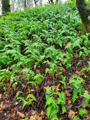 Polypodium calirhiza