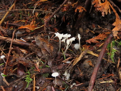 Hemimycena