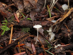 Hemimycena