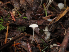 Hemimycena
