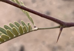 Prosopis velutina